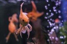Gold Fish In Aquarium With Green Plants And Air Bubbles Royalty Free Stock Photo Gold Fish In Aquarium With Green Plants And Air Bubbles Royalty Free Stock Photo