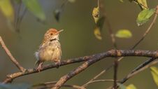 Common Tailorbird On Tree Branch Stock Images