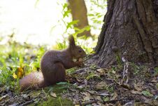 Squirrel In Autumn Forest Eating Nut Stock Photography