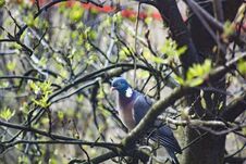 Common Wood Pigeon Sitting On Tree Stock Photo