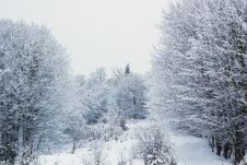 Winter Landscape With Frozen Forest Royalty Free Stock Image
