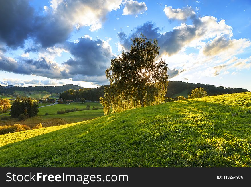 Green Tree Under Sunny Cloudy