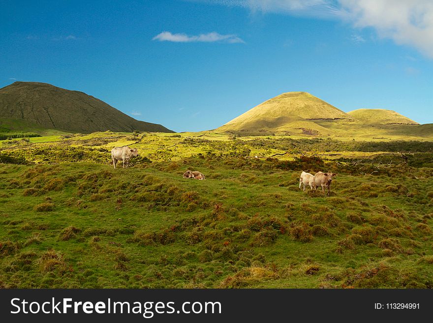 Cattles on Field Overlooking Mountains Under Blue Skt