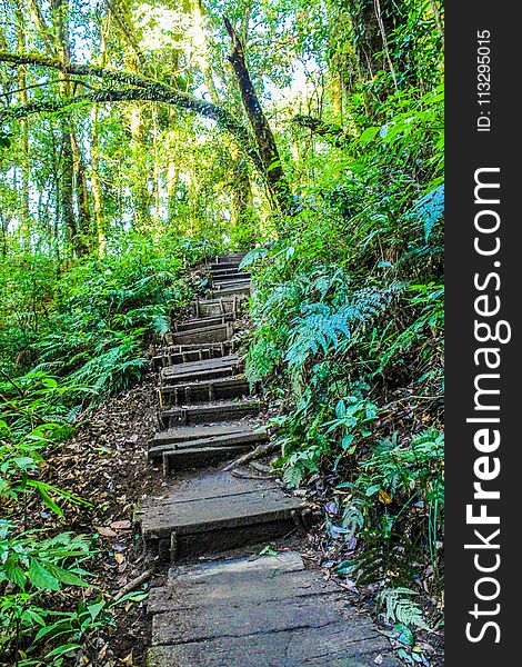 Landscape Photo of Stair in the Forest