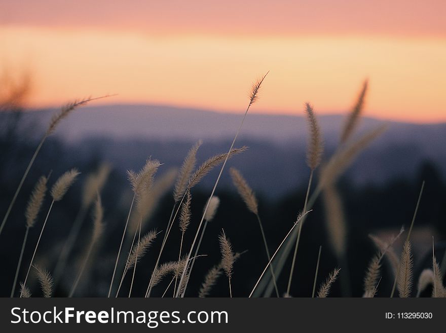 Shallow Focus Photography Of Beige Plants During Orange Sunset