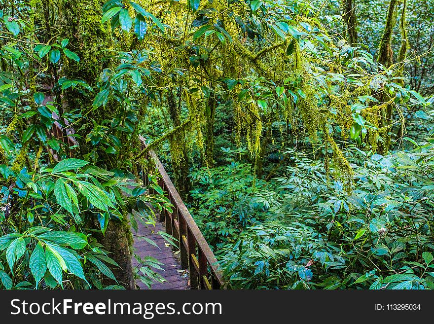 Green Trees