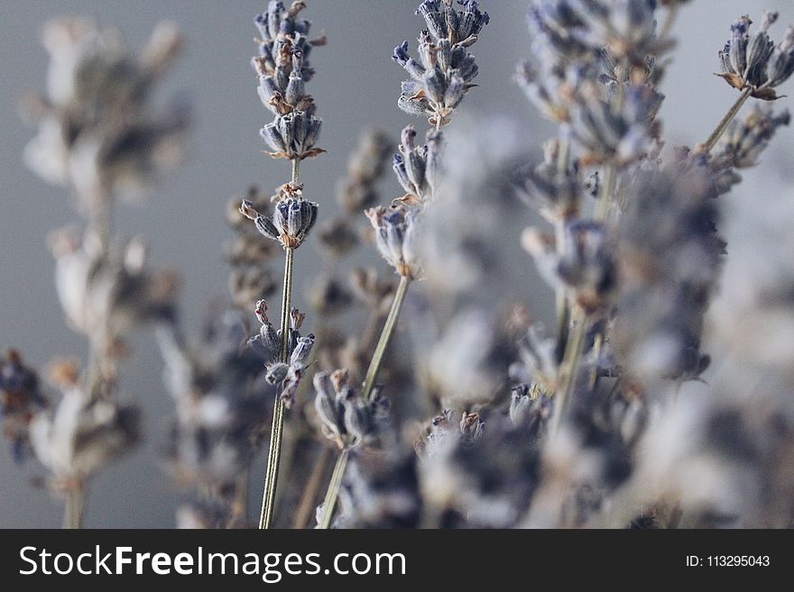 Close-up Photography Of Lavender