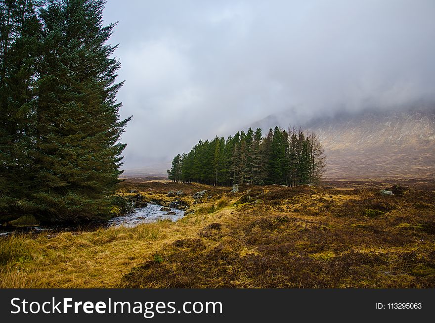 Green Pine Tress Near River