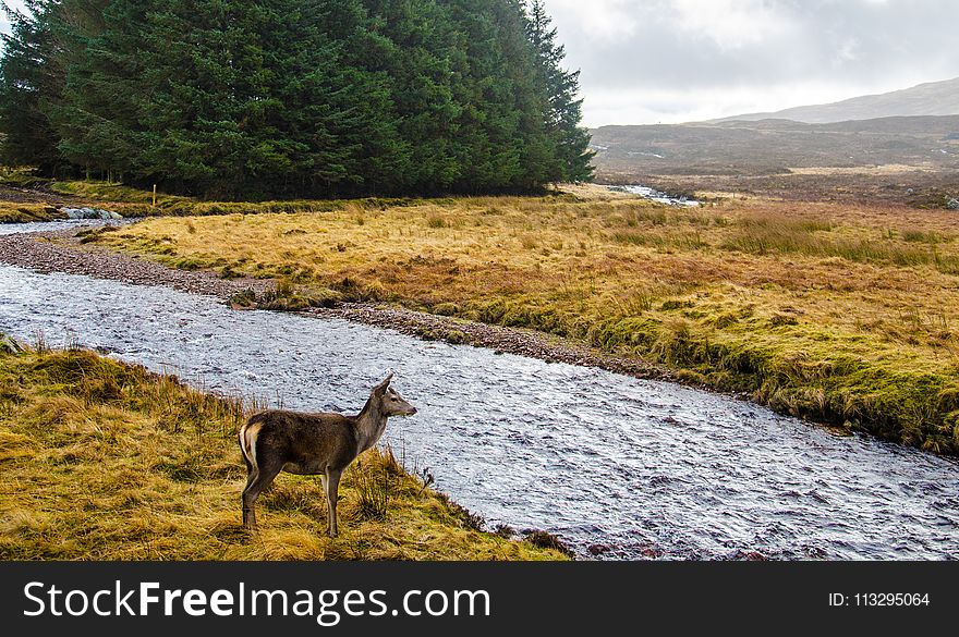 Deer Standing in Front of River