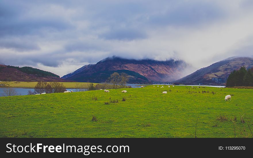 Green Grass Field Near Body of Water