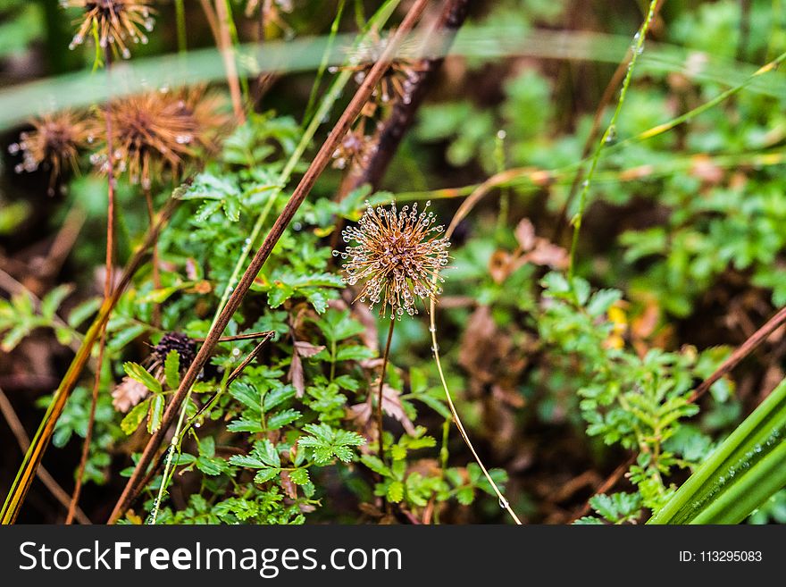 Beautiful, Botanical, Close-up