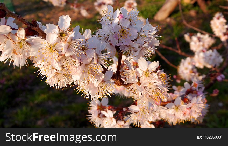 Close-up Photography of Cherry Blossoms