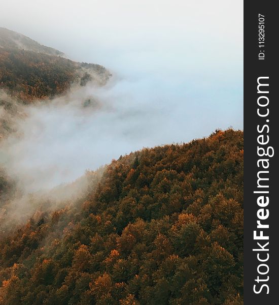 Bird&#x27;s Eye Photography of Foggy Forest