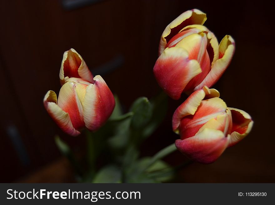 Close-up Photography of Tulips