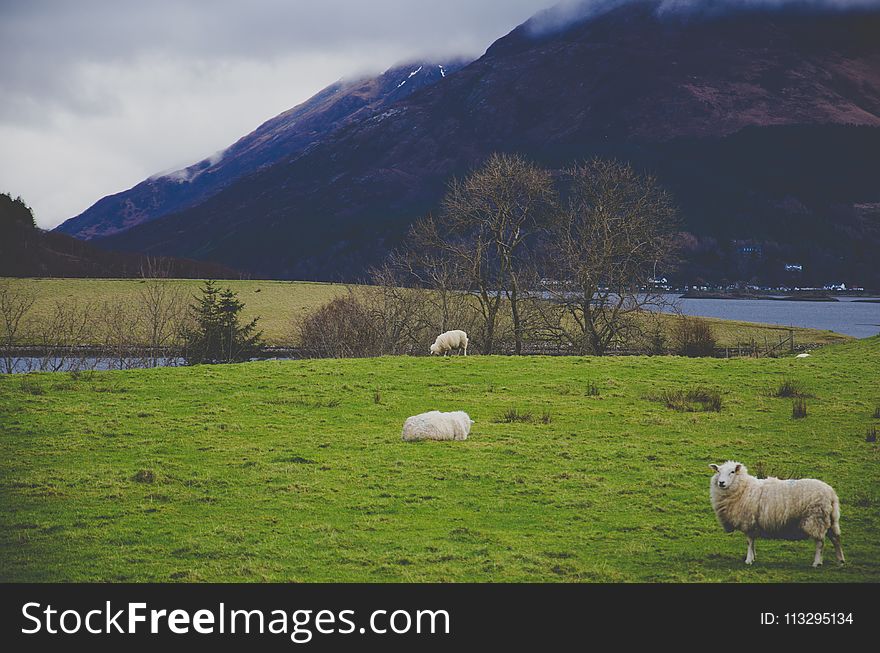 White Sheep on Green Grass Field