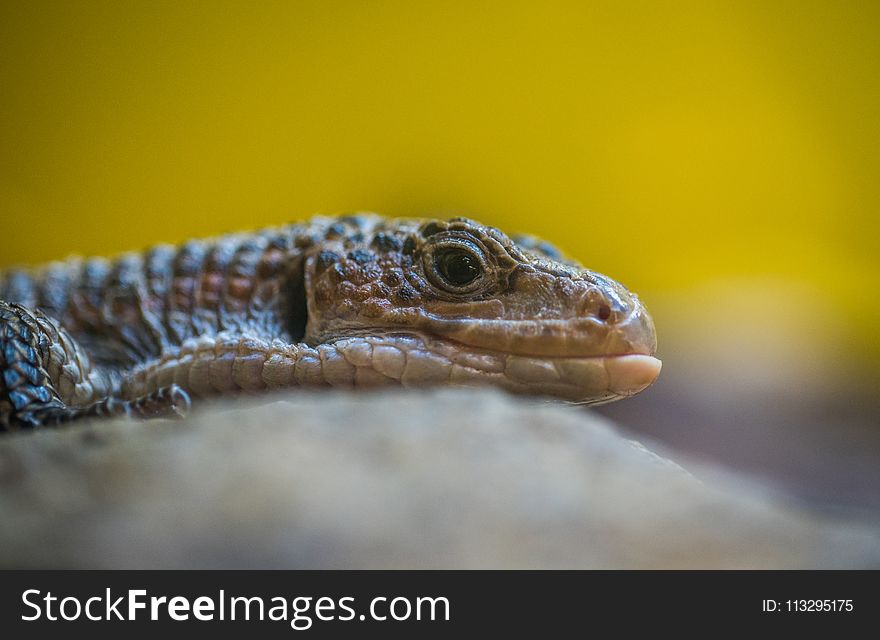 Gray Reptile Close-up Photography