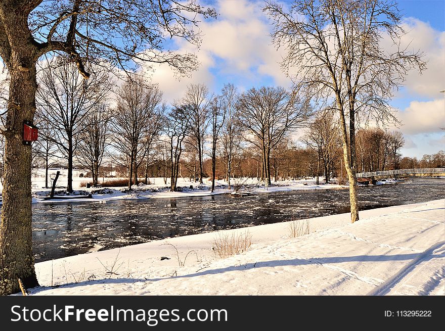 Photography of Bare Trees Near River
