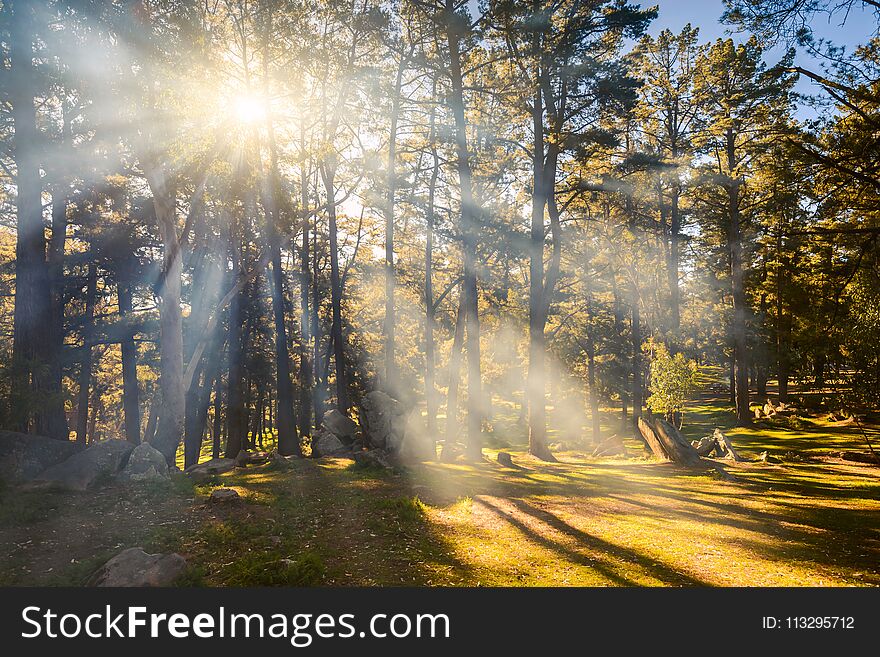 Sun rays shining through Mount Crawford Forest trees on a day, South Australia. Sun rays shining through Mount Crawford Forest trees on a day, South Australia