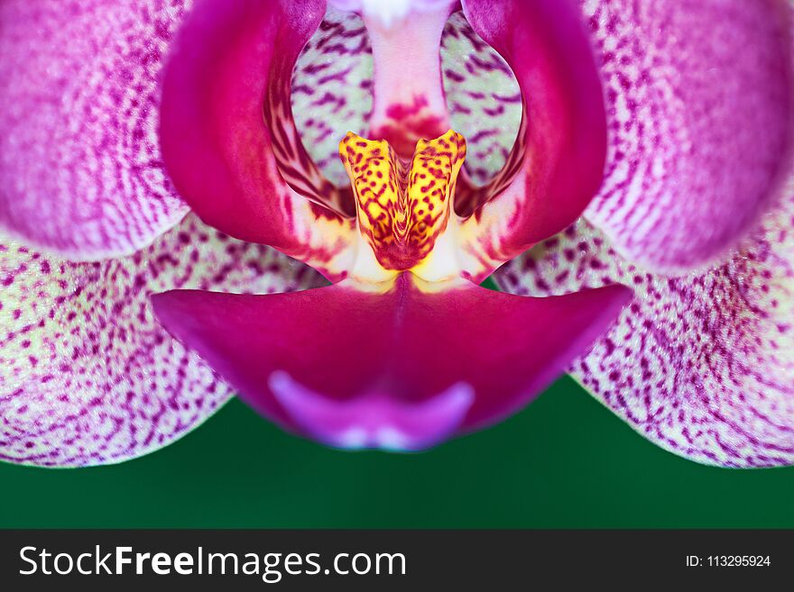 Orchid Phalenopsis mini white pink color on green background. Macro shot