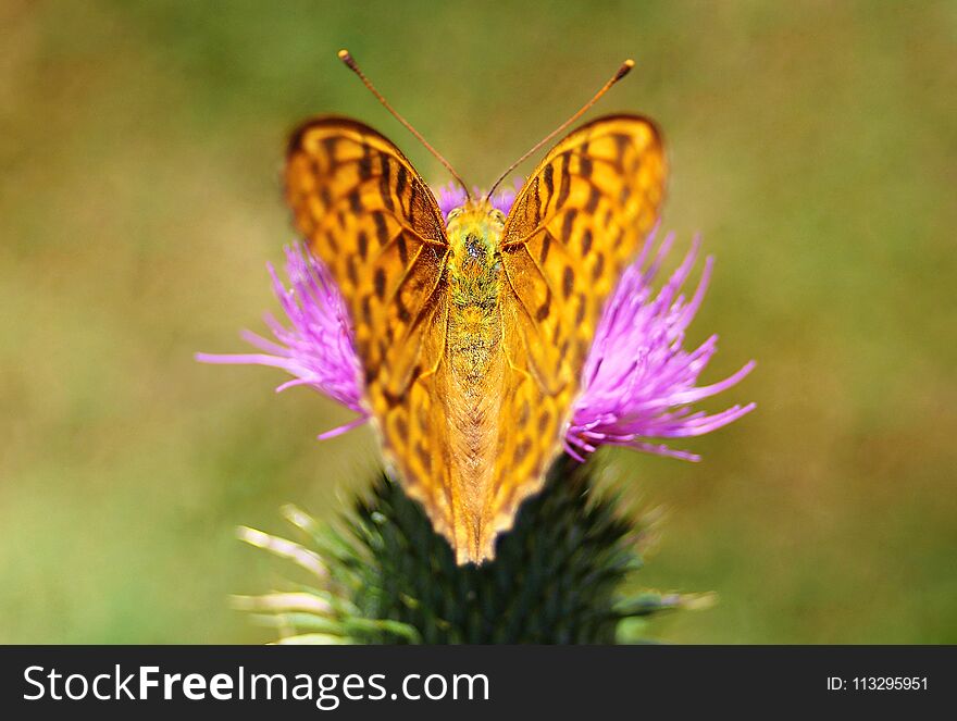 Butterfly Sitting On A Flower