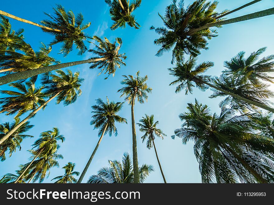 Beautiful Coconut Palm Tree On Blue Sky