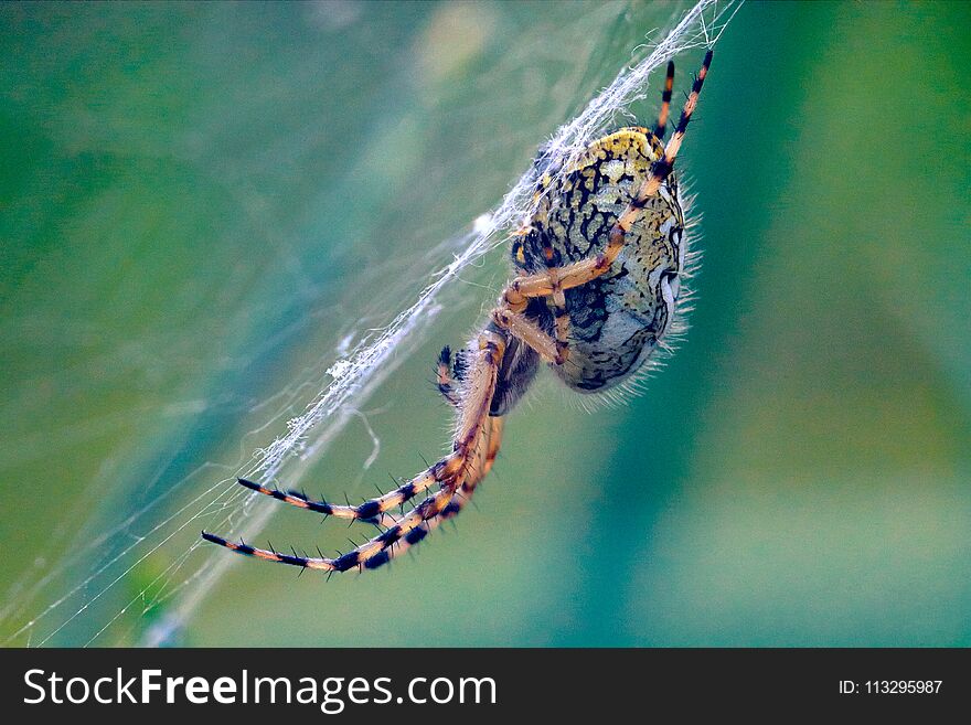 Brown european garden spider on web with green blurred background. Brown european garden spider on web with green blurred background.