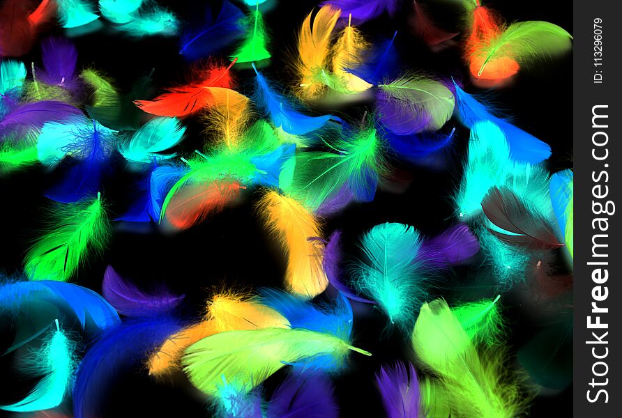 Multi-colored feathers on a black background in inversion
