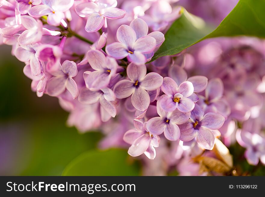 Lilac flowers on a tree in spring