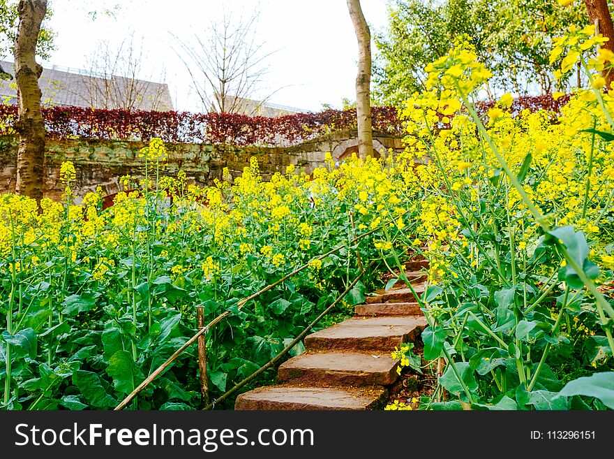 Rapeseed flower field in spring,chongqing university town