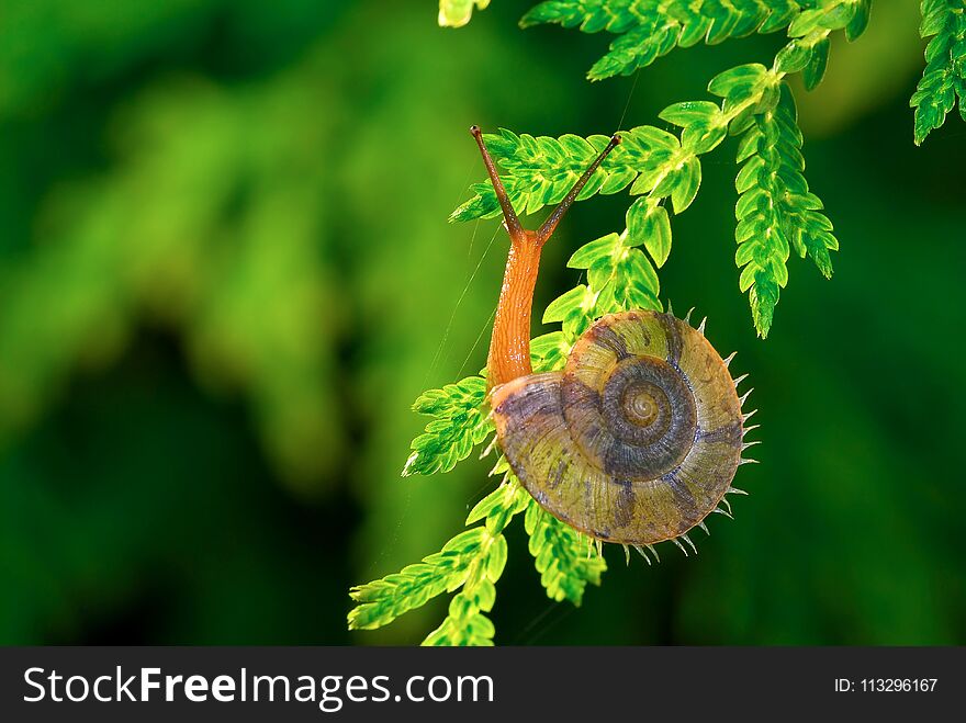 Wild snails in the wild, natural green, with a feeling of spring. Wild snails in the wild, natural green, with a feeling of spring