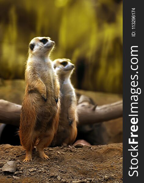 A cute wild animal who is good at standing alert observation-Meerkat. A cute wild animal who is good at standing alert observation-Meerkat