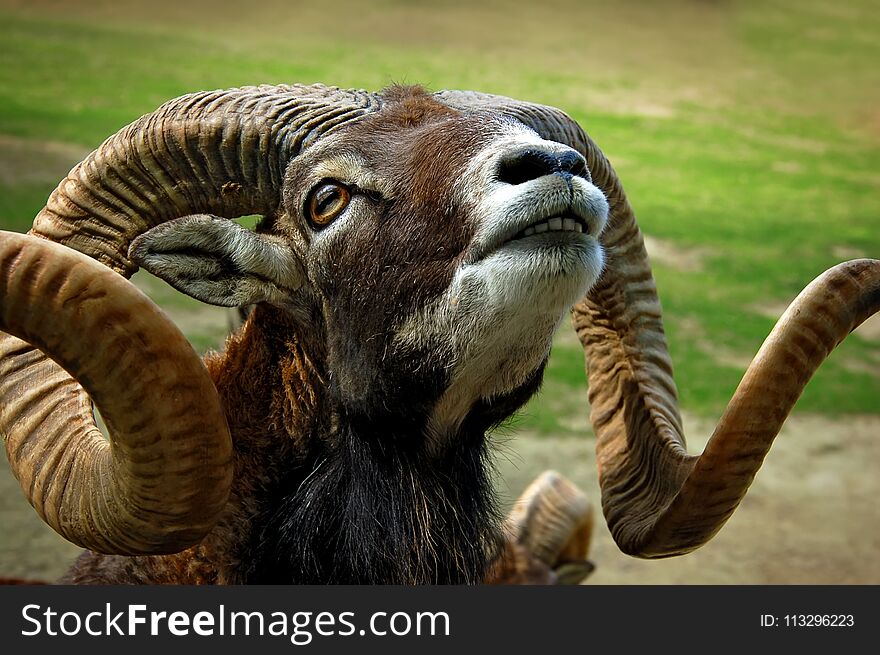 Ovis canadensis close-up