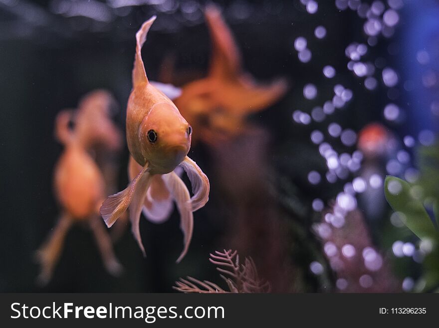 Gold fish in aquarium with green plants and air bubbles