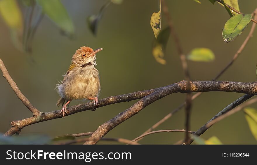 Common tailorbird, Orthotomus sutorius, is perching on tree branch with leaves in Kaeng Krachan National Park, Thailand. Common tailorbird, Orthotomus sutorius, is perching on tree branch with leaves in Kaeng Krachan National Park, Thailand