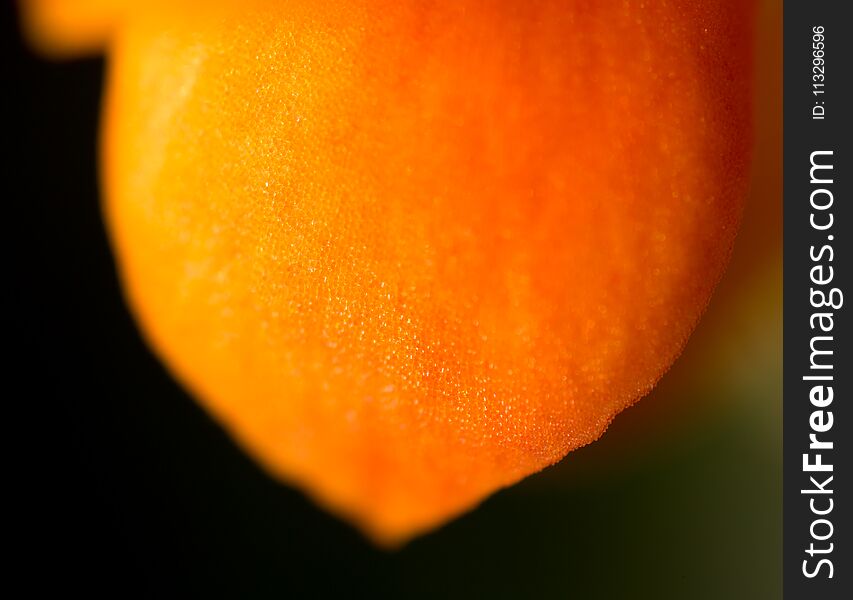 A small orange flower on nature as a background. Macro