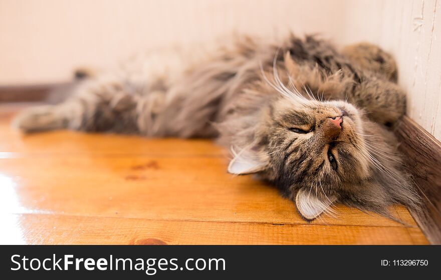 The cat sleeps near the wall in the room .