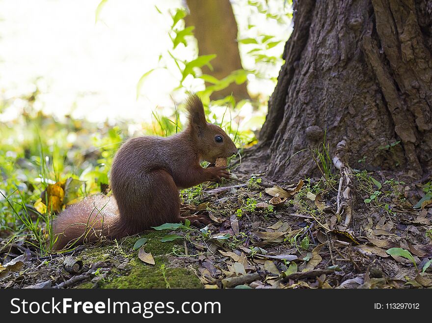 Eurasian red squirrel in autumn forest eating nut, side view