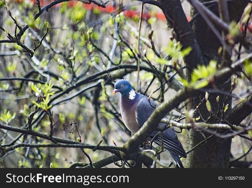 Common wood pigeon sitting on tree. Columba palumbus bird, soft focus