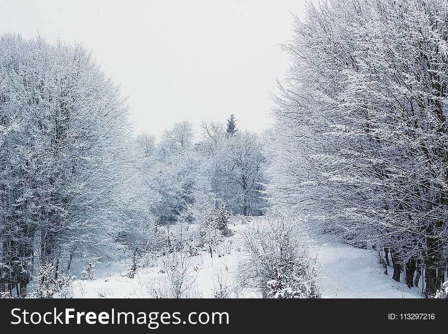 Winter landscape with frozen forest, winter snowfall