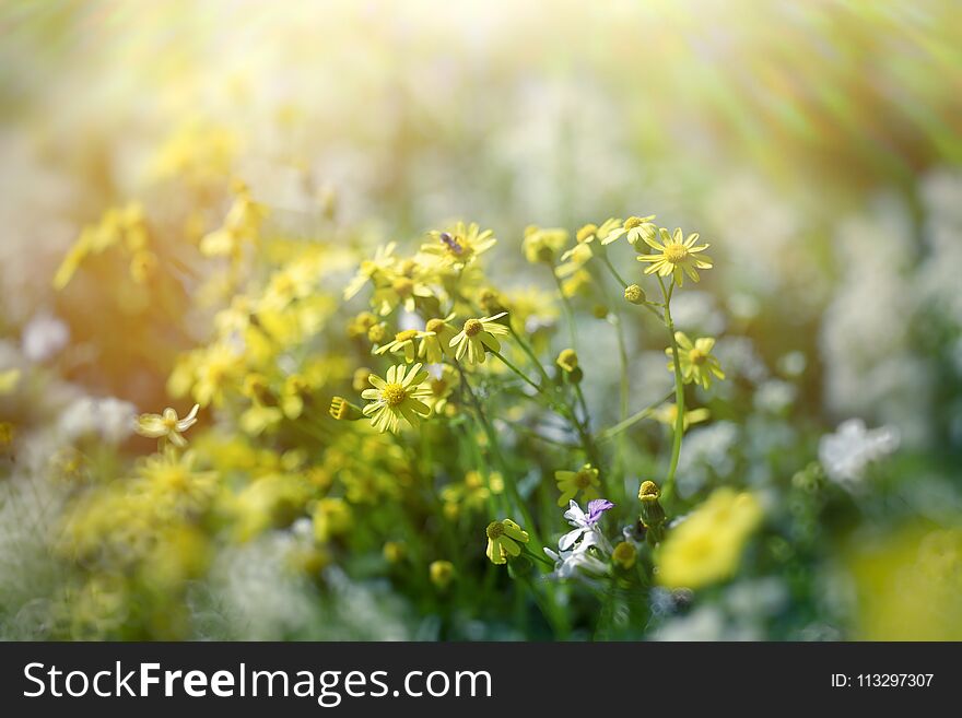 Yellow Flower - Flowers In Meadow Lit By Sunbeams Sunlight