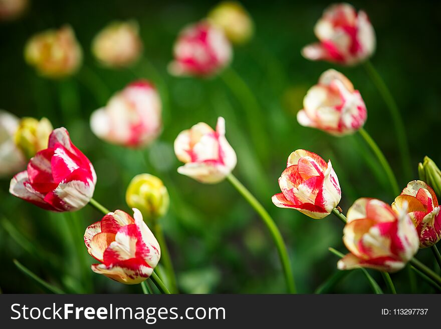 Blooming beautiful bouquet of tulips nature background