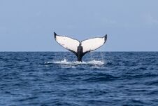 Humpback Whale Raises Fluke Of The Ocean Royalty Free Stock Image
