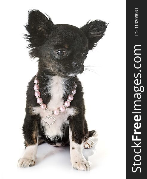 Puppy chihuahua in front of white background. Puppy chihuahua in front of white background