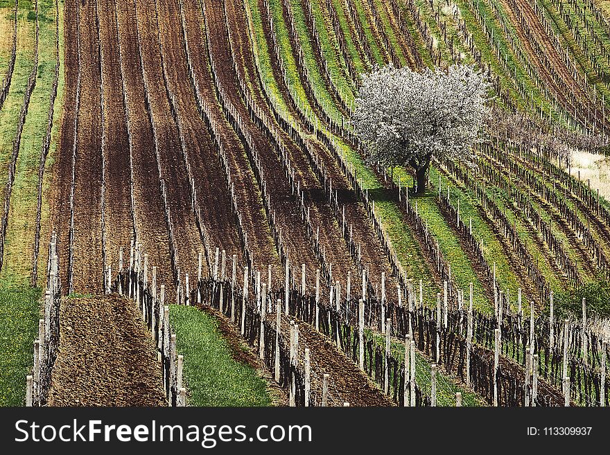The beginning of spring and the first flowering tree white blossoming apple tree on the background.South moravia Czech republic.