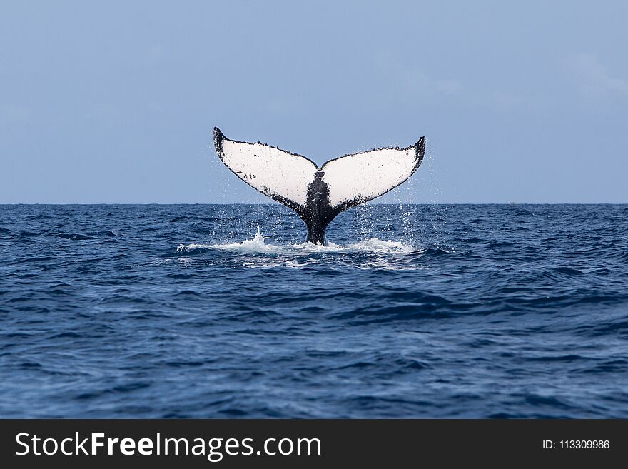 A Humpback whale, Megaptera novaeangliae, raises its powerful tail, or fluke, out of the Atlantic Ocean. Each year the North Atlantic Humpback population migrates from New England to breeding and calving grounds in the Caribbean Sea. A Humpback whale, Megaptera novaeangliae, raises its powerful tail, or fluke, out of the Atlantic Ocean. Each year the North Atlantic Humpback population migrates from New England to breeding and calving grounds in the Caribbean Sea.