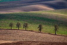 Chestnut Alley In The Late Fall In The Rolling Fields At Sunset.South Moravia.Czech Republic. Royalty Free Stock Photo