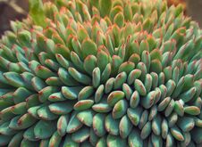 Echeveria Sp Growth Up In The Grass House. Cactus Succulent Plant Stock Photography