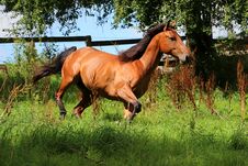 Running Brown Horse On The Paddock Stock Photos
