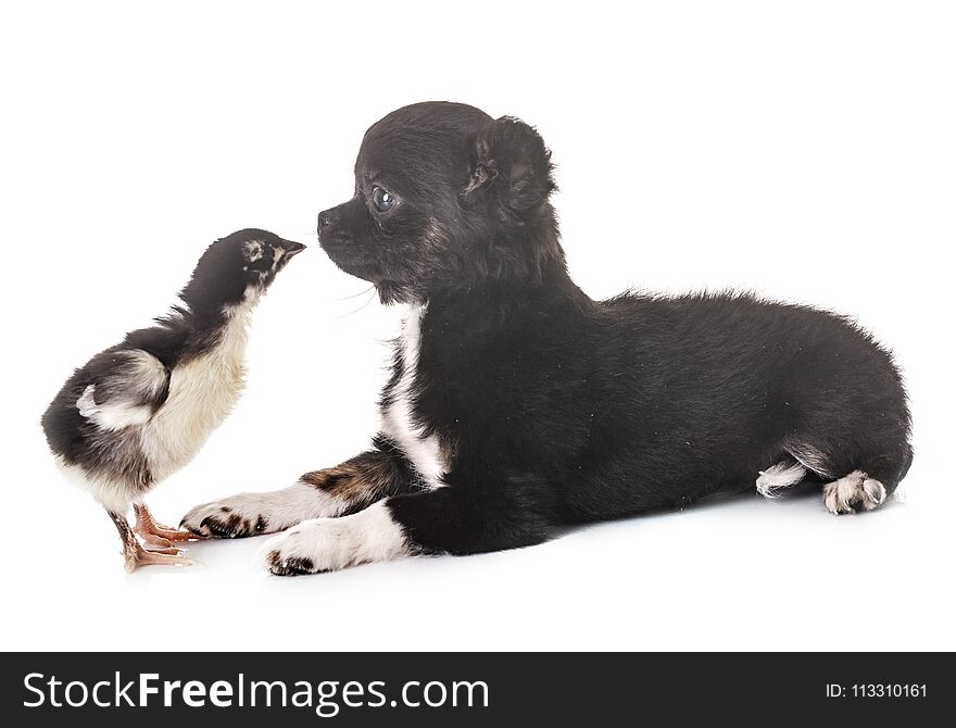 Puppy chihuahua and chick in front of white background