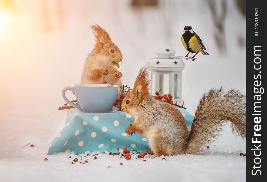 Two squirrels and a blueberry eat nuts from a blue cup at a small table in a snowy winter park. Sunny warm photo.n